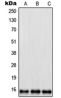 WB analysis of U2OS (A), HeLa (B), NIH3T3 (C) whole cell lysates using GTX55931 RPL35 antibody.