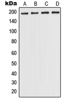 WB analysis of A375 (A), HEK293T (B), NIH3T3 (C), H9C2 (D) whole cell lysates using GTX55943 POLR1A antibody. WB analysis of A375 (A), HEK293T (B), NIH3T3 (C), H9C2 (D) whole cell lysates using GTX55943 POLR1A antibody.