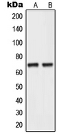 WB analysis of human testis (A), HepG2 (B) whole cell lysates using GTX55960 NEI3 antibody.