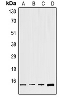 WB analysis of HeLa (A), NIH3T3 (B), mouse brain (C), H9C2 (D) whole cell lysates using GTX55978 GNG8 antibody. WB analysis of HeLa (A), NIH3T3 (B), mouse brain (C), H9C2 (D) whole cell lysates using GTX55978 GNG8 antibody.