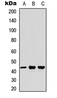 WB analysis of A549 (A), NS-1 (B), PC12 (C) whole cell lysates using GTX56061 Milk Fat Globule 1 antibody. WB analysis of A549 (A), NS-1 (B), PC12 (C) whole cell lysates using GTX56061 Milk Fat Globule 1 antibody.