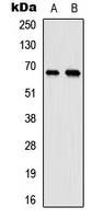 WB analysis of HeLa (A), mouse testis (B) whole cell lysates using GTX56096 ELL antibody.
