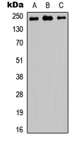 WB analysis of HEK293T (A), NS-1 (B), PC12 (C) whole cell lysates using GTX56106 MED12 antibody.