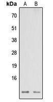 WB analysis of HEK293T (A), Raw264.7 (B) whole cell lysates using GTX56108 NDUFA3 antibody.