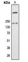 WB analysis of K562 (A) whole cell lysates using GTX56177 ALMS1 antibody.