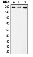 WB analysis of Jurkat (A), HUVEC (B), F9 (C) whole cell lysates using GTX56180 IQGAP1 antibody. WB analysis of Jurkat (A), HUVEC (B), F9 (C) whole cell lysates using GTX56180 IQGAP1 antibody.
