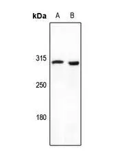 WB analysis of various sample lysates using GTX56194 Mucin 6 antibody. (A): PMVEC (B): CT26