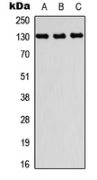 WB analysis of A549 (A), NS-1 (B), H9C2 (C) whole cell lysates using GTX56214 PRDM10 antibody.