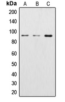 WB analysis of Jurkat (A), Raw264.7 (B), rat liver (C) whole cell lysates using GTX56267 beta Catenin antibody.