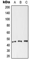 WB analysis of HeLa (A), NIH3T3 (B), H9C2 (C) whole cell lysates using GTX56276 Coxsackie Adenovirus Receptor antibody.