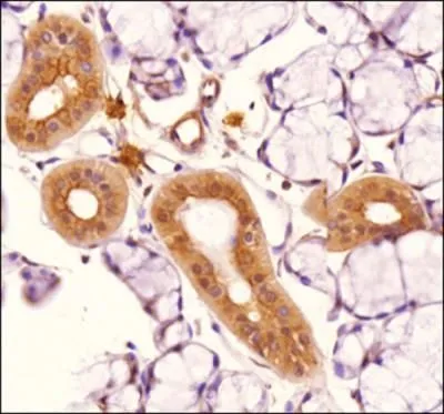 IHC-P analysis of rat salivary gland tissue using GTX57153 TLR4 antibody [76B357.1]. Dilution : 1:100