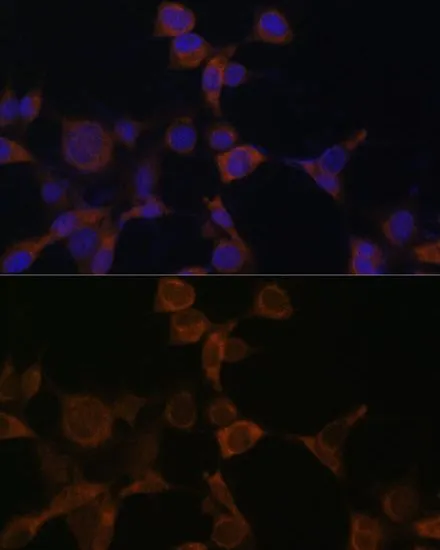 ICC/IF analysis of NIH/3T3 cells using GTX57162 AMPK beta 1 antibody. Blue : DAPI Dilution : 1:100