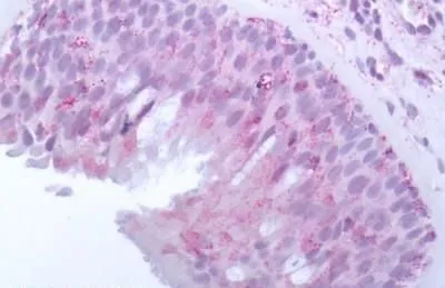 IHC-P analysis of human olfactory mucosa tissue using GTX57163 OR10J5 antibody.