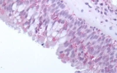 IHC-P analysis of human olfactory mucosa tissue using GTX57163 OR10J5 antibody.