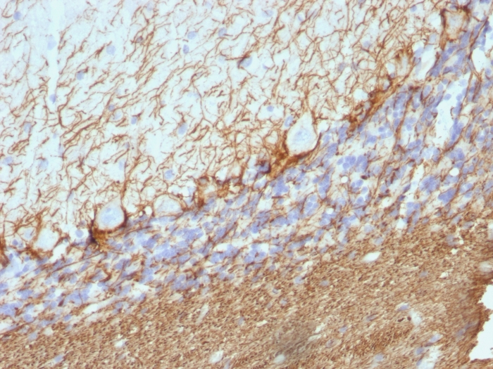 IHC-P analysis of rat cerebellum tissue using GTX57165 NF-H (phospho) antibody [NE14].
