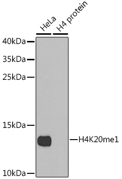 ICC/IF analysis of 293T cells using GTX57170 Histone H4K20me1 (monomethyl Lys20) antibody.  Red : Primary antibody Blue : DAPI