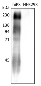 WB analysis of human iPS and HEK293 cell lysate using GTX57213 lacto-N-fucopentaose I antibody [R-17F]. One major positive band and several minor bands were specific to human iPS cells, and any positive band was not obtained with HEK293 cells. Human iPS cell: LNFP I positive HEK293 cell lysate: Negative Control Loading : 5ug per lane Dilution : 1:2000