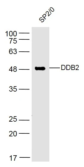WB analysis of SP2/0 cell lysate using GTX57218 DDB2 antibody. Dilution : 1:500