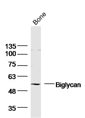 WB analysis of mouse bone tissue lysate using GTX57229 Uteroglobin antibody. Dilution : 1:300