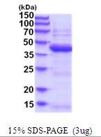 3?g Human UBLCP1 protein (GTX57338-pro) by SDS-PAGE under reducing condition and visualized by coomassie blue stain.
