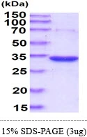 3?g Human PGP protein (GTX57409-pro) by SDS-PAGE under reducing condition and visualized by coomassie blue stain.