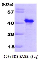 3?g Saccharomyces cerevisiae GLC8 protein (GTX57458-pro) by SDS-PAGE under reducing condition and visualized by coomassie blue stain.