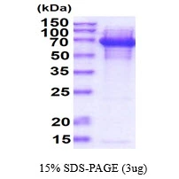 3?g DnaK protein (GTX57460-pro) by SDS-PAGE under reducing condition and visualized by coomassie blue stain.