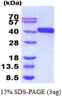 3?g DnaJ protein (GTX57461-pro) by SDS-PAGE under reducing condition and visualized by coomassie blue stain.