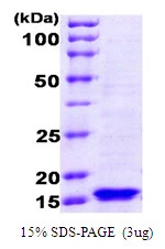 3?g FuR protein (GTX57464-pro) by SDS-PAGE under reducing condition and visualized by coomassie blue stain.