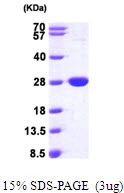 3?g NFNB protein (GTX57466-pro) by SDS-PAGE under reducing condition and visualized by coomassie blue stain.