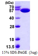 3?g pykF protein (GTX57469-pro) by SDS-PAGE under reducing condition and visualized by coomassie blue stain.
