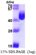 3?g ansA protein (GTX57471-pro) by SDS-PAGE under reducing condition and visualized by coomassie blue stain.
