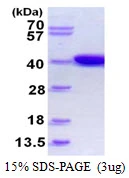 3?g IdhA protein (GTX57472-pro) by SDS-PAGE under reducing condition and visualized by coomassie blue stain.
