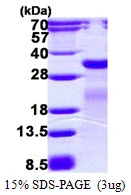 3?g mutM protein (GTX57474-pro) by SDS-PAGE under reducing condition and visualized by coomassie blue stain.