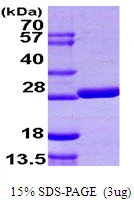 3?g grxB protein (GTX57477-pro) by SDS-PAGE under reducing condition and visualized by coomassie blue stain.
