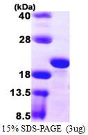 3?g rnhA protein (GTX57478-pro) by SDS-PAGE under reducing condition and visualized by coomassie blue stain.