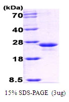 3?g GrpE protein (GTX57481-pro) by SDS-PAGE under reducing condition and visualized by coomassie blue stain.