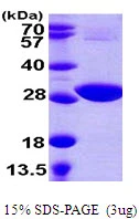 3?g cysH protein (GTX57484-pro) by SDS-PAGE under reducing condition and visualized by coomassie blue stain.