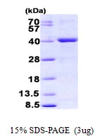 3?g mutY protein (GTX57485-pro) by SDS-PAGE under reducing condition and visualized by coomassie blue stain.