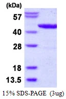3?g lldD protein (GTX57490-pro) by SDS-PAGE under reducing condition and visualized by coomassie blue stain.