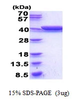 3?g gldA protein (GTX57493-pro) by SDS-PAGE under reducing condition and visualized by coomassie blue stain.
