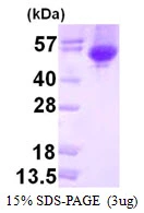 3?g melA protein (GTX57495-pro) by SDS-PAGE under reducing condition and visualized by coomassie blue stain.