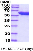 3?g groL protein (GTX57497-pro) by SDS-PAGE under reducing condition and visualized by coomassie blue stain.