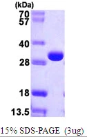 3?g deoC protein (GTX57500-pro) by SDS-PAGE under reducing condition and visualized by coomassie blue stain.