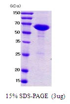 3?g NusA protein (GTX57513-pro) by SDS-PAGE under reducing condition and visualized by coomassie blue stain.