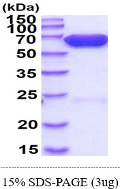 3&#956;g Firefly Luciferase protein (GTX57519-pro) by SDS-PAGE under reducing condition and visualized by coomassie blue stain.