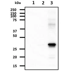 WB analysis of various samples using GTX57541 AK3 antibody. Lane 1 : Recombinant Human AK1 protein Lane 2 : Recombinant Human AK2 protein Lane 3 : Recombinant Human AK3 protein Loading : 50 ng Dilution : 1:1000