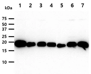 WB analysis of various samples using GTX57543 Calmodulin antibody. Lane 1 : NIH-3T3 whole cell lysate Lane 2 : HeLa whole cell lysate Lane 3 : Jurkat whole cell lysate Lane 4 : A549 whole cell lysate Lane 5 : MCF-7 whole cell lysate Lane 6 : Ramos whole cell lysate Lane 7 : PC-3 whole cell lysate Loading : 40 microg Dilution : 1:1000