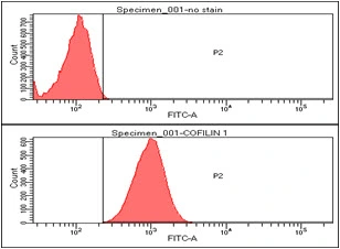 FACS analysis of HeLa cells using GTX57545 Cofilin 1 antibody. Cell Number: 1 x 10? cells Red: Primary antibody Antibody amount: 2-5 microg FACS analysis of HeLa cells using GTX57545 Cofilin 1 antibody. Cell Number: 1 x 10? cells Red: Primary antibody Antibody amount: 2-5 microg