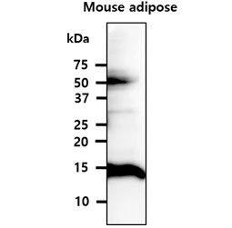 WB analysis of Mouse adipose tissue lysate using GTX57547 FABP4 antibody. Loading : 40 microg Dilution : 1:1000